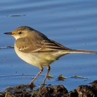 Eastern Yellow Wagtail